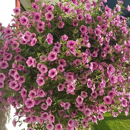 Gaestehaus Monika Bezau